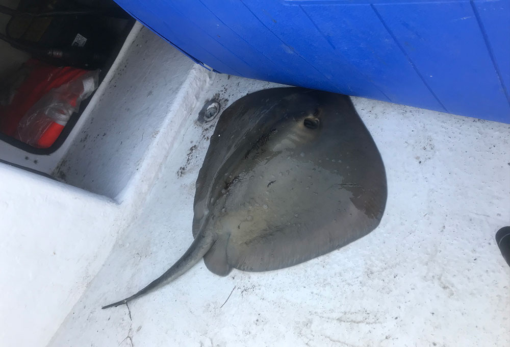 valkyrie zeehengelsport platvis