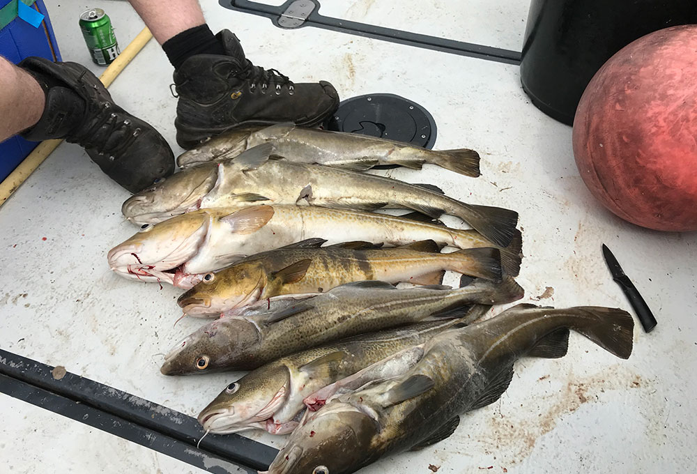 valkyrie zeehengelsport vangst vissen