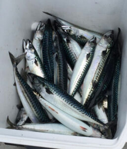 valkyrie zeehengelsport makreel bak zeevissen