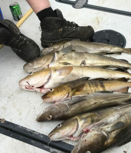 valkyrie zeehengelsport vangst vis inzet